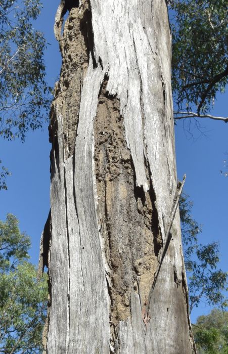 Termite or borer damage in the stem